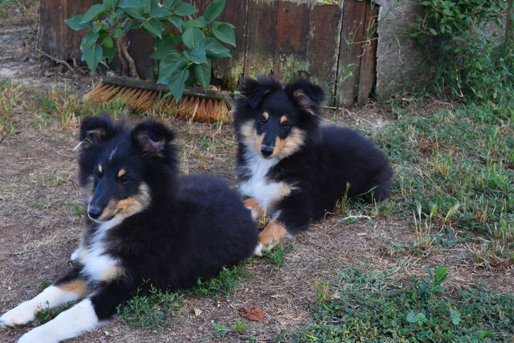 des dobs d'arnoline - Chiot disponible  - Shetland Sheepdog