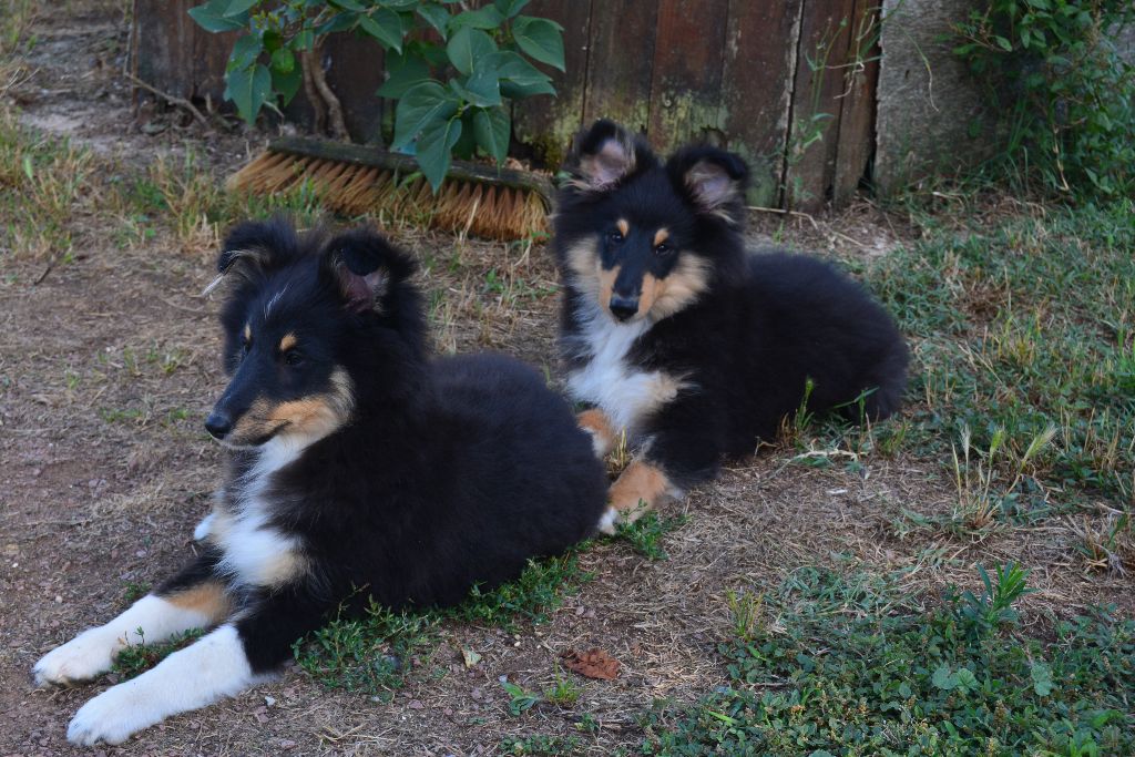 chiot Shetland Sheepdog des dobs d'arnoline