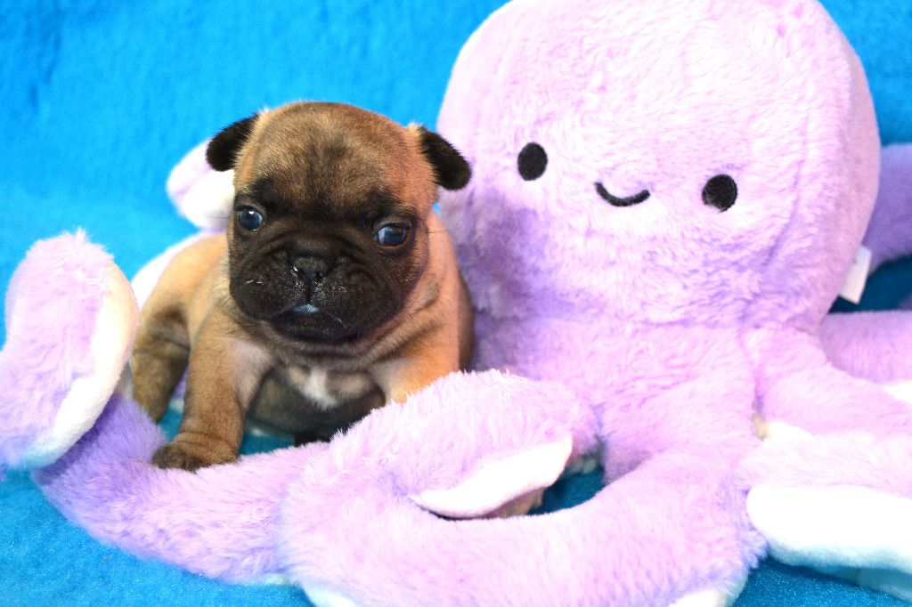 des dobs d'arnoline - Chiots disponibles - Bouledogue français