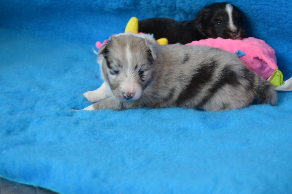 des dobs d'arnoline - Chiots disponibles - Shetland Sheepdog