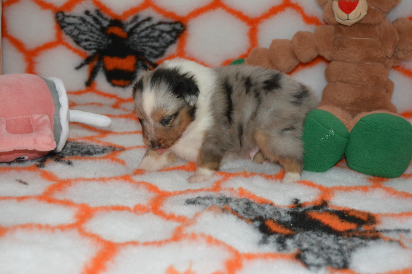 Chiot Shetland Sheepdog des dobs d'arnoline
