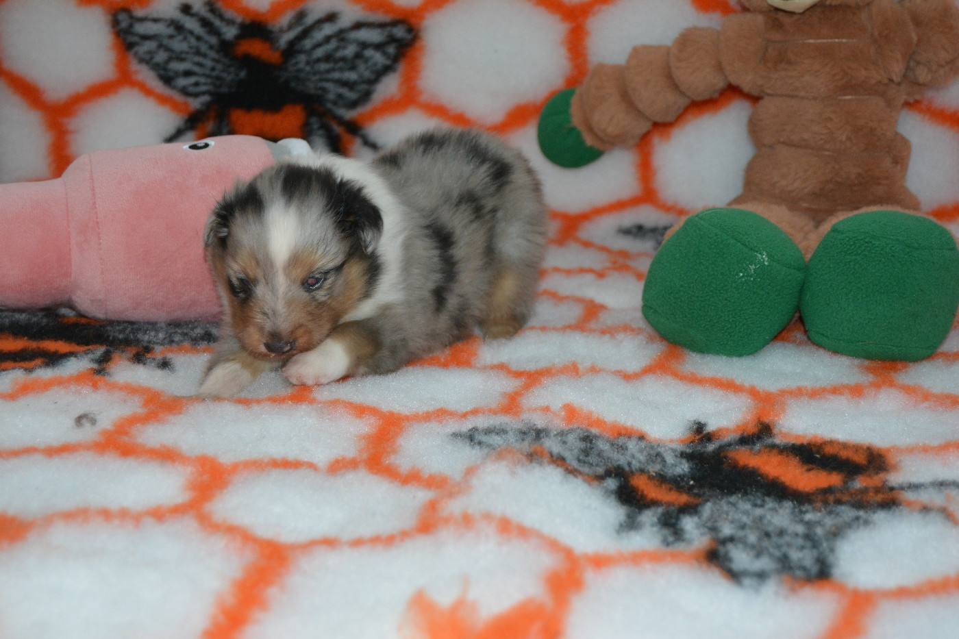 des dobs d'arnoline - Chiots disponibles - Shetland Sheepdog