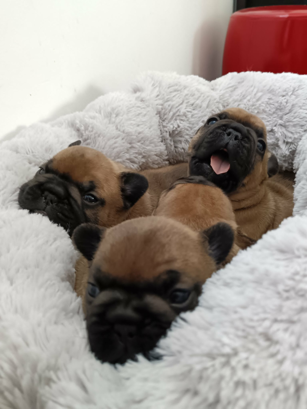 Chiot Bouledogue français des dobs d'arnoline