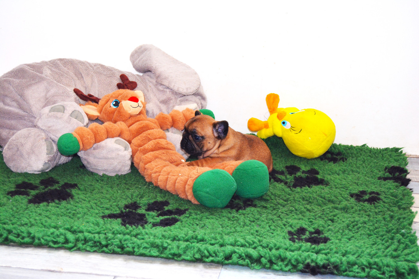 des dobs d'arnoline - Chiots disponibles - Bouledogue français