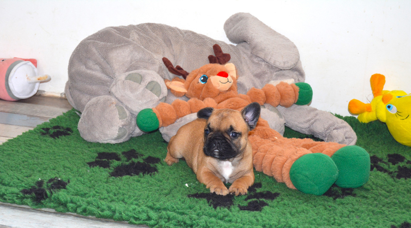 des dobs d'arnoline - Chiots disponibles - Bouledogue français