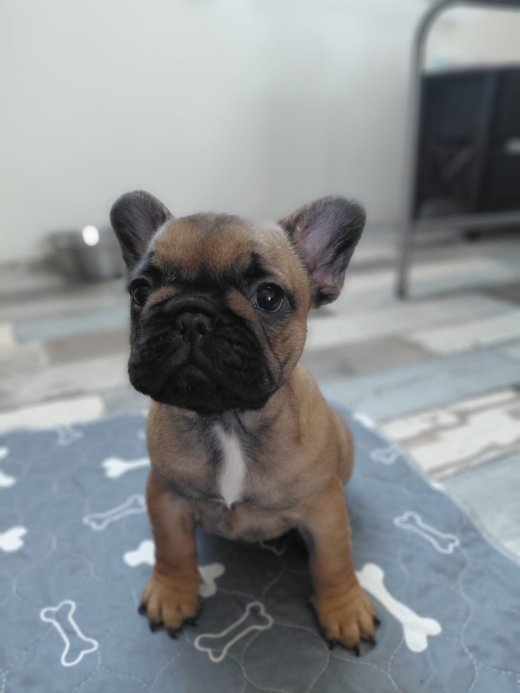 des dobs d'arnoline - Chiots disponibles - Bouledogue français