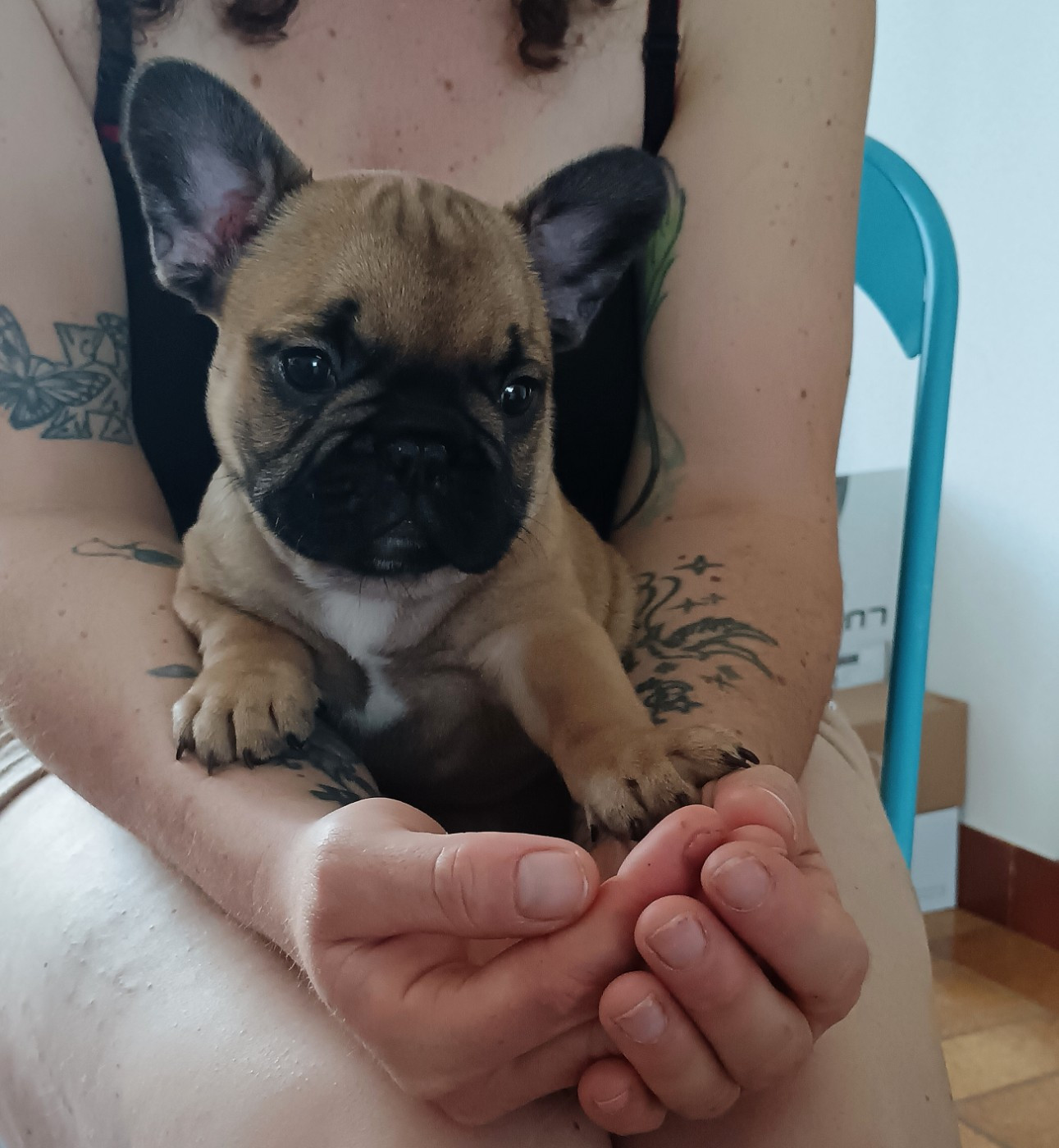 des dobs d'arnoline - Chiots disponibles - Bouledogue français