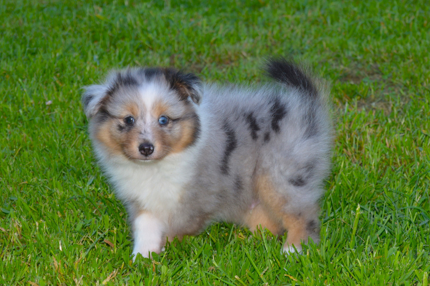 des dobs d'arnoline - Chiots disponibles - Shetland Sheepdog