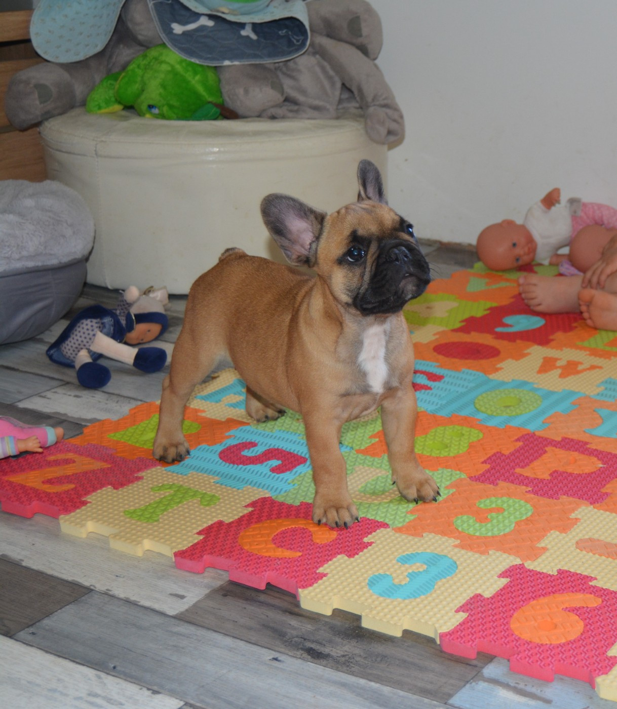 des dobs d'arnoline - Chiots disponibles - Bouledogue français