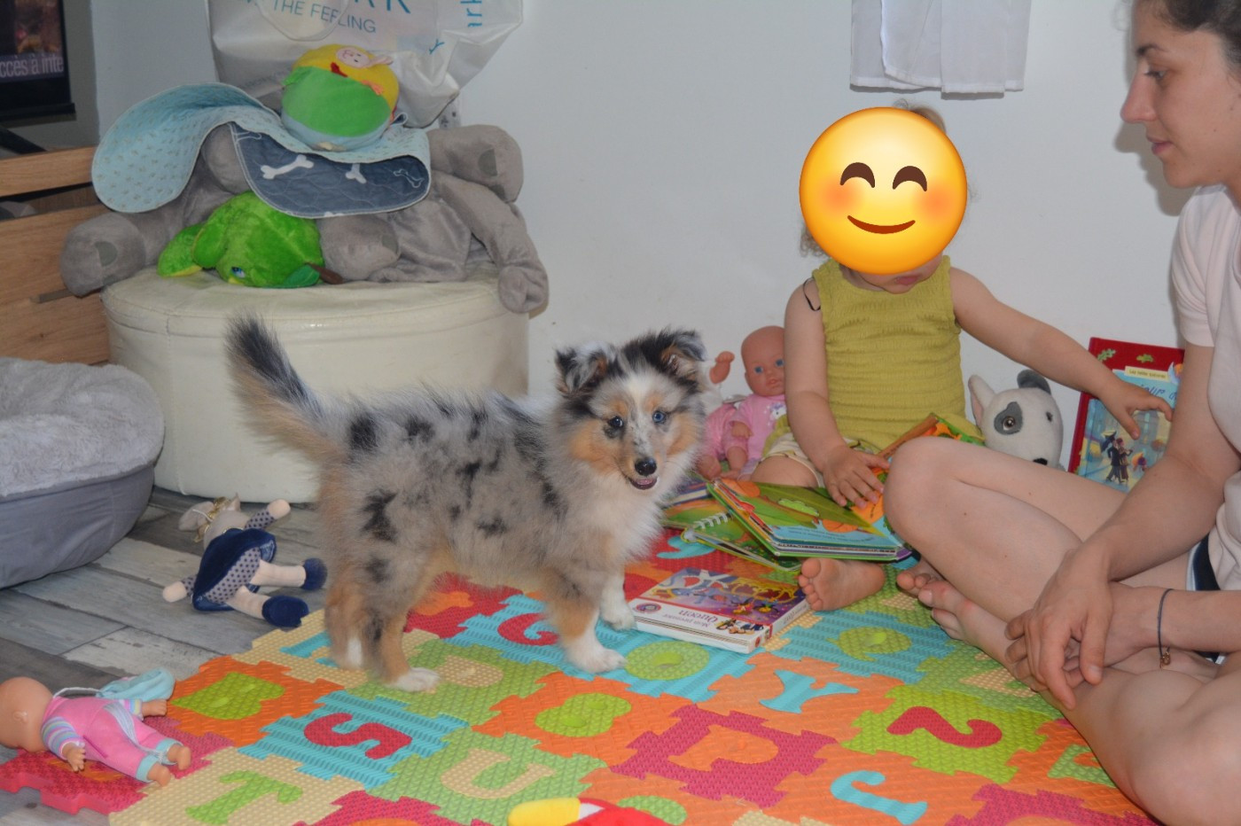 des dobs d'arnoline - Chiots disponibles - Shetland Sheepdog