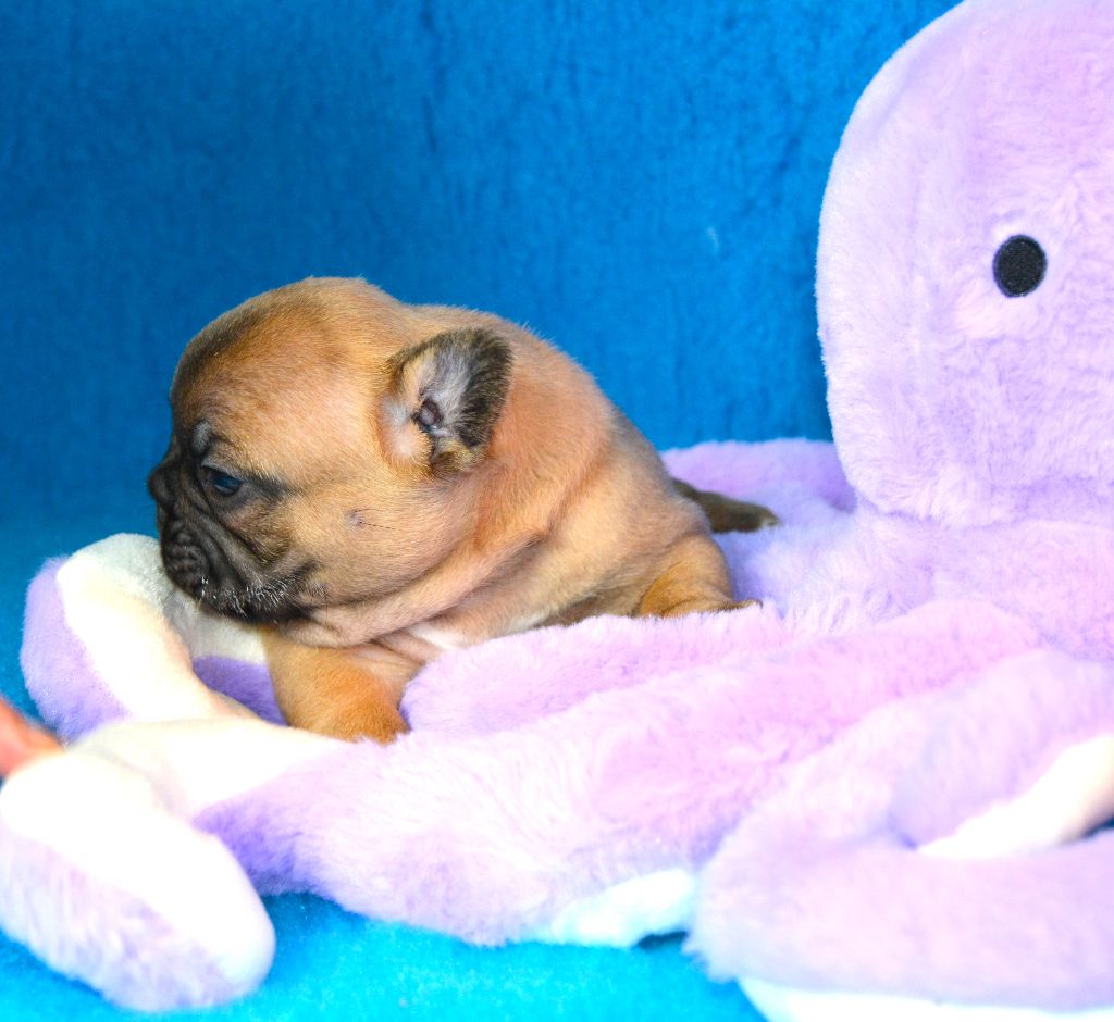 des dobs d'arnoline - Chiots disponibles - Bouledogue français