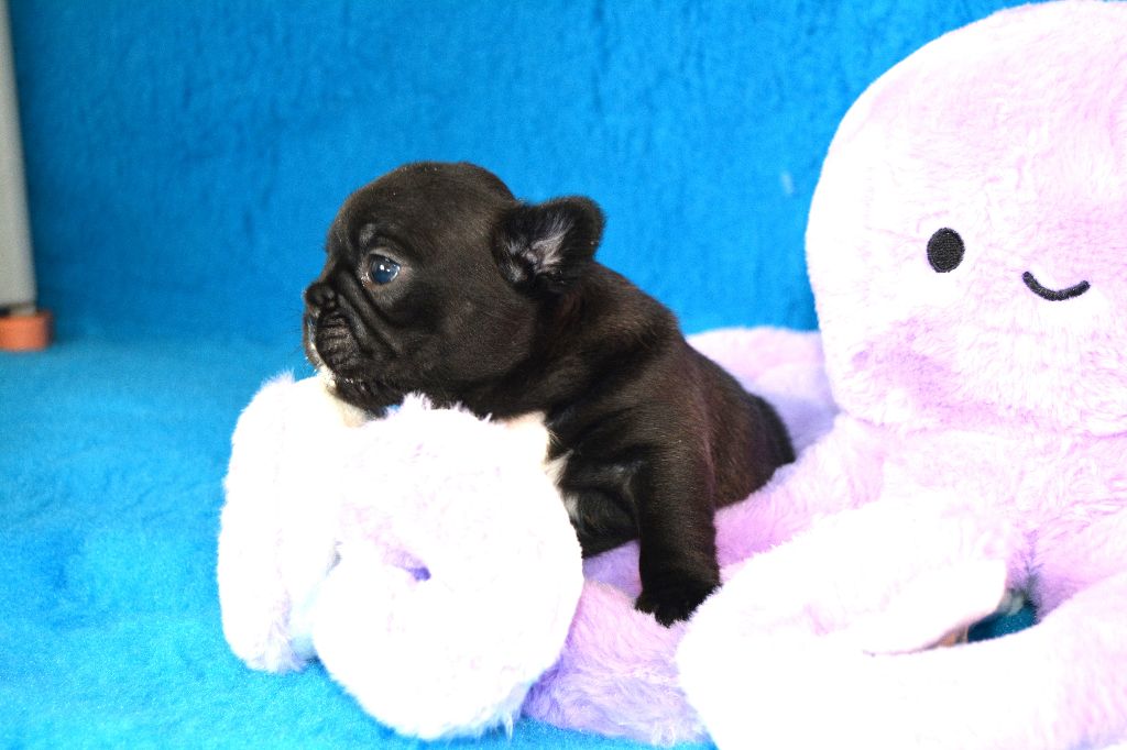 des dobs d'arnoline - Chiots disponibles - Bouledogue français