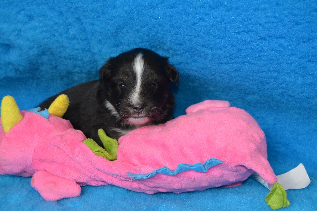 des dobs d'arnoline - Chiots disponibles - Shetland Sheepdog