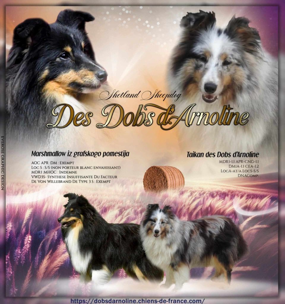 Chiot Shetland Sheepdog des dobs d'arnoline