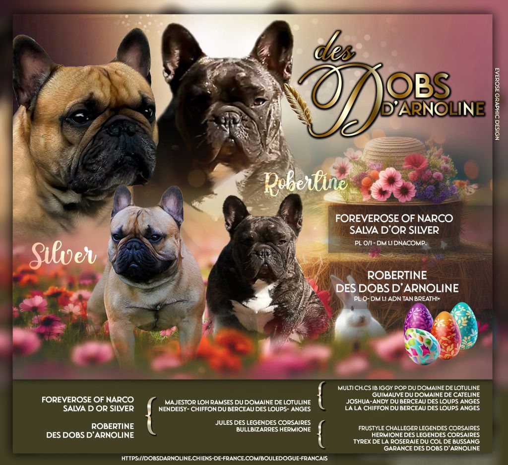 Chiot Bouledogue français des dobs d'arnoline