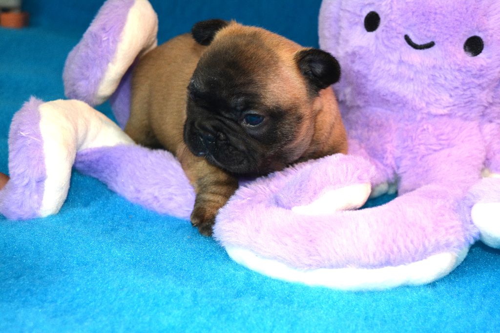 des dobs d'arnoline - Chiots disponibles - Bouledogue français